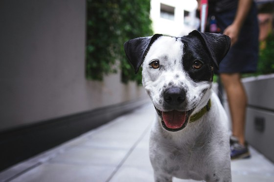 Hond 